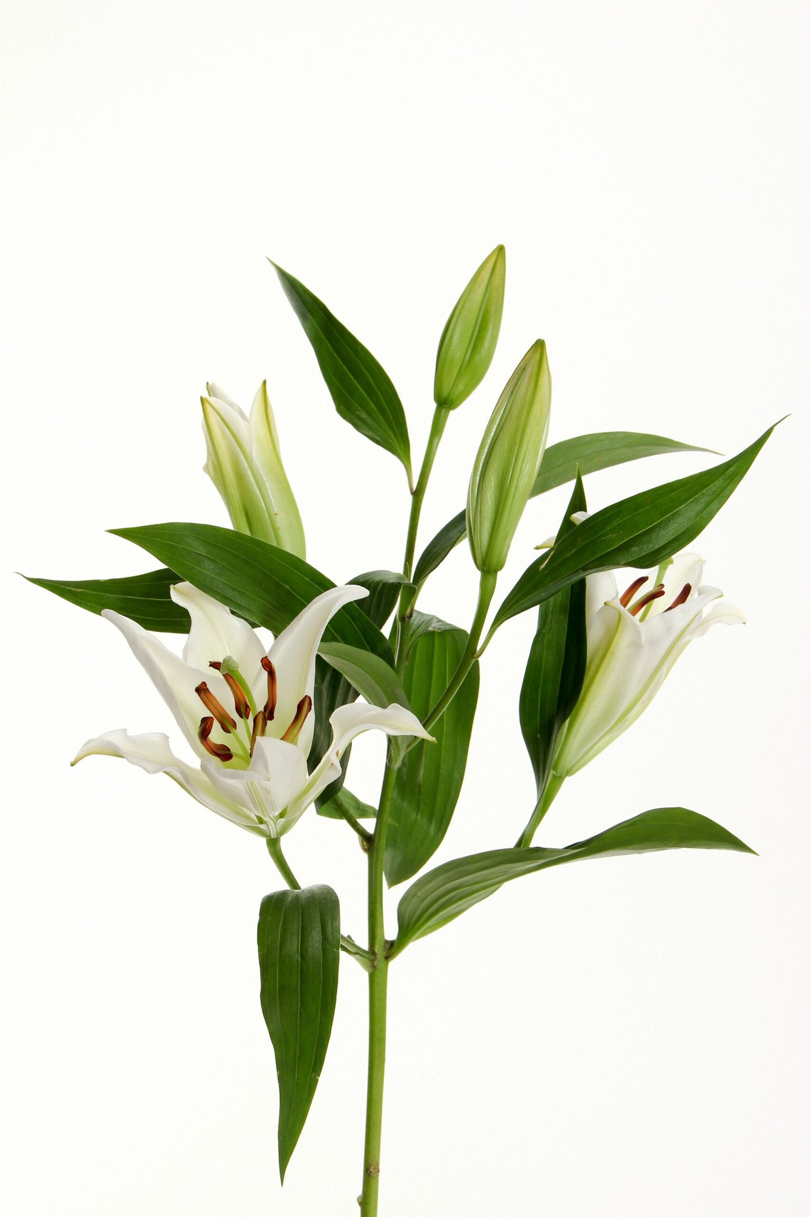 white flowers