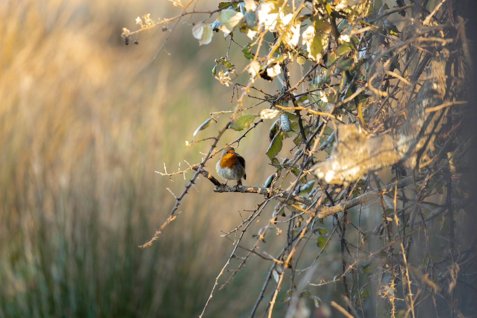 a small bird perched on top of a tree branch