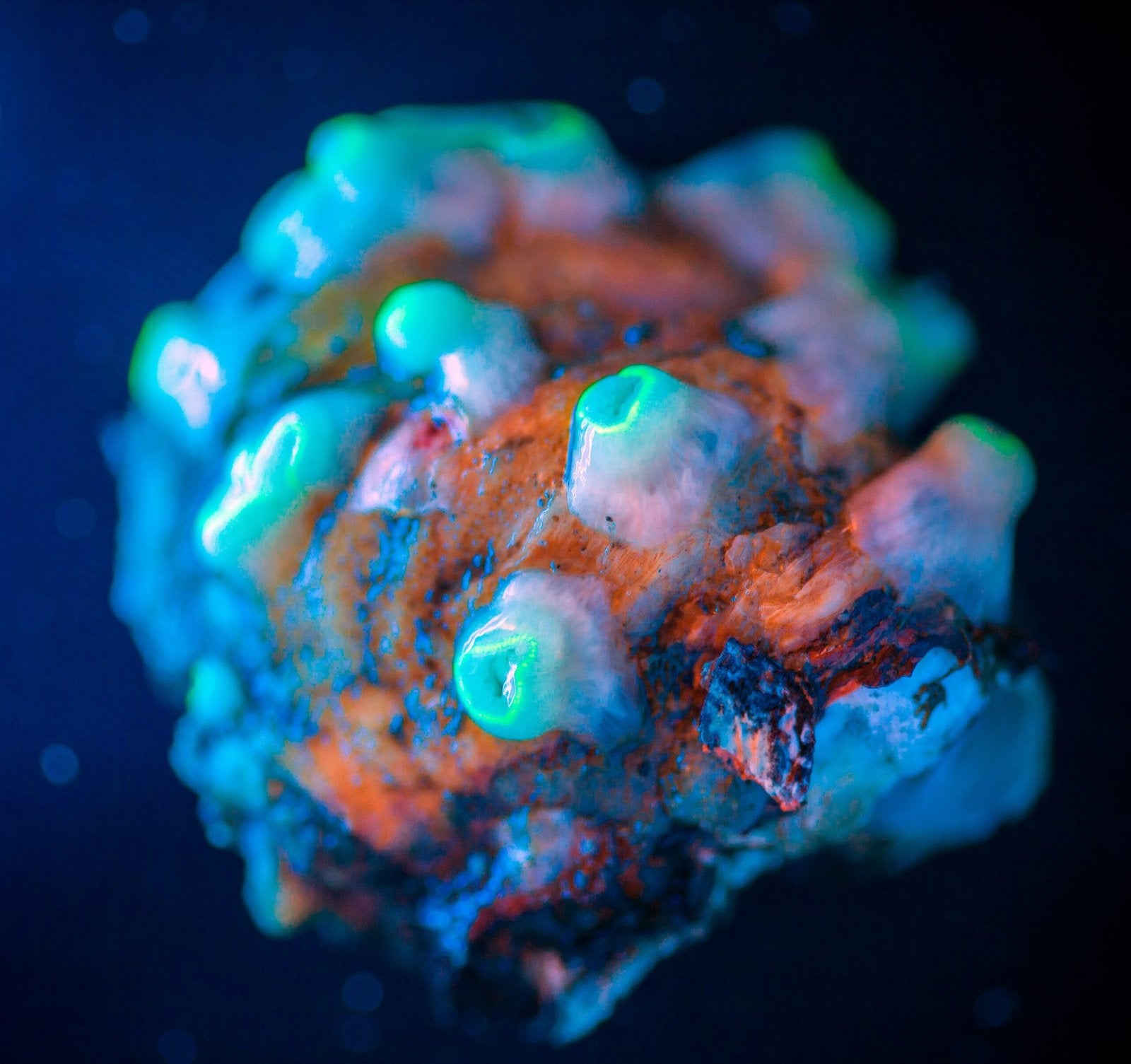 coral gemstones