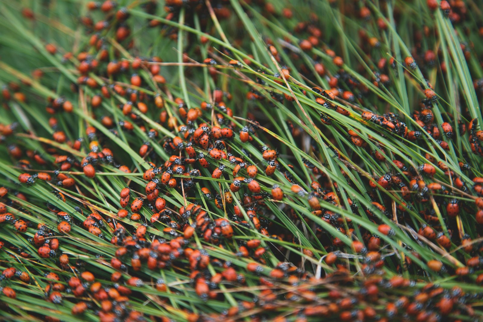 green grass