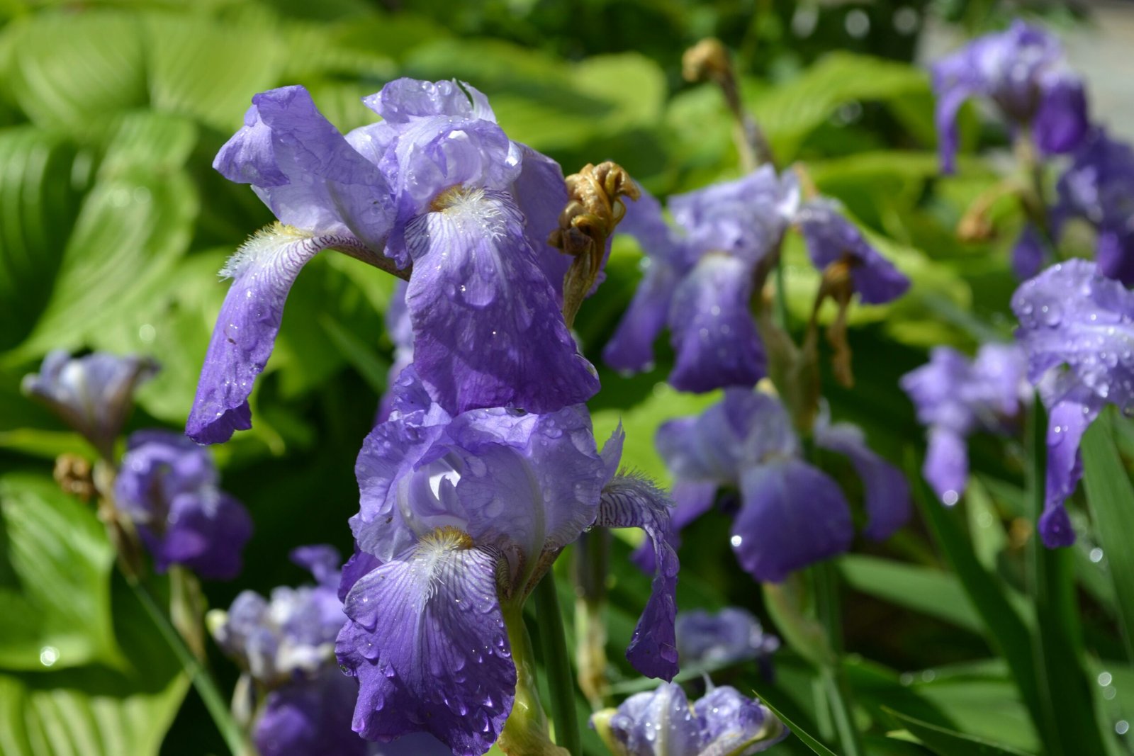 a bee on a purple flower