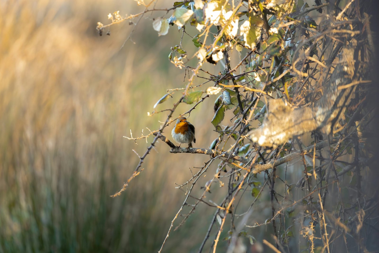 a small bird perched on top of a tree branch