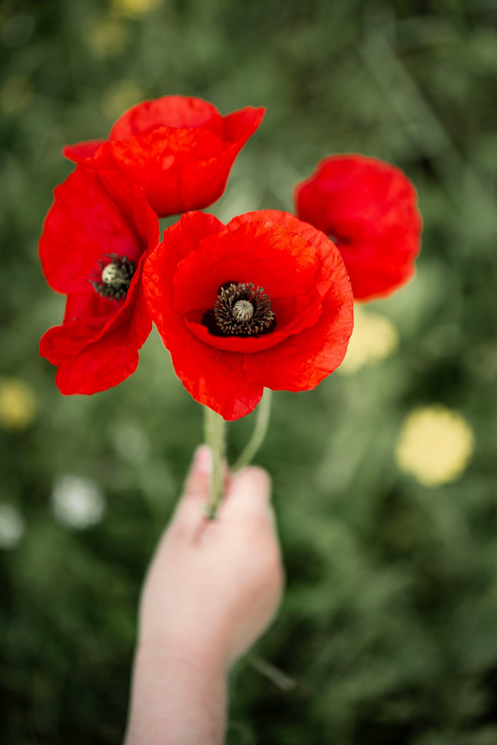 person holding red flower during daytime
