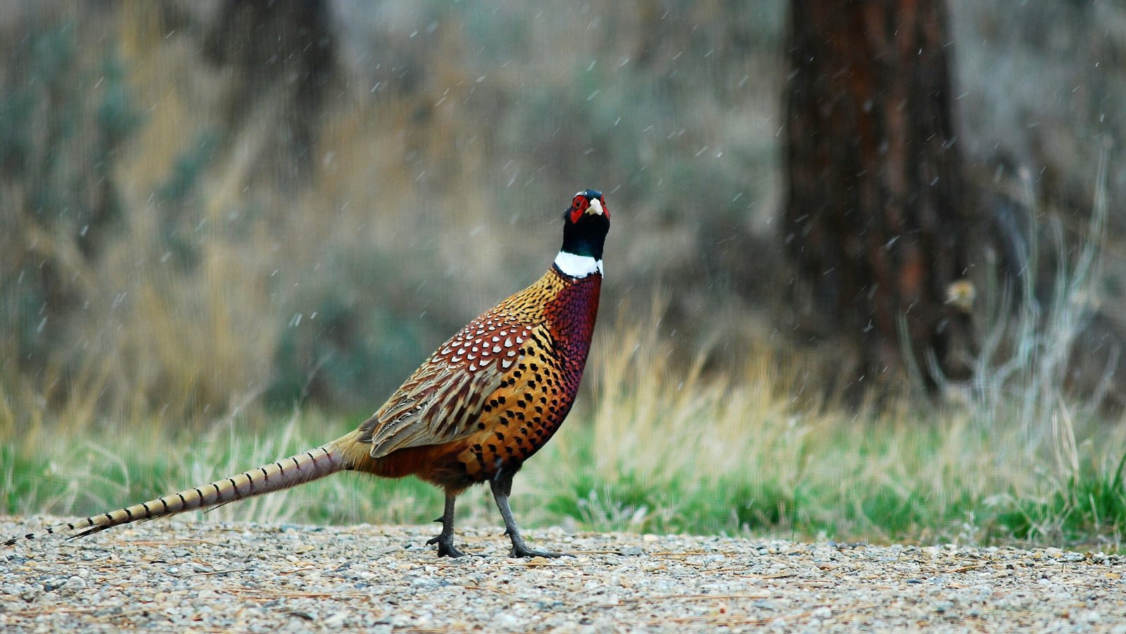 yellow, red, and black bird on ground