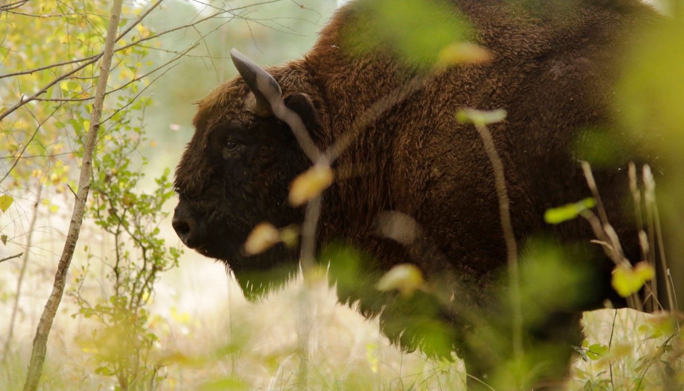 European bison in the birch forest of Bialowieza, Poland